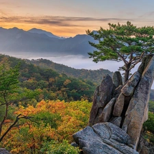 Fog, Mountains, trees, rocks, Sunrise, clouds, pine