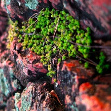 rocky, Rocks, Sempervivum