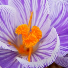 crocus, stripes, rods, purple