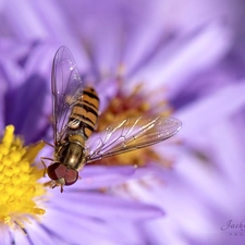 rods, Colourfull Flowers, Marmalade Hoverfly, Yellow, Violet, Insect, Close