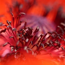 red weed, Colourfull Flowers, rods, Red