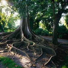 Park, viewes, root, trees