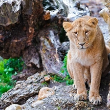 root, Lion, rocks