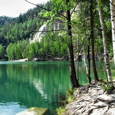 roots, reflection, viewes, birch, trees