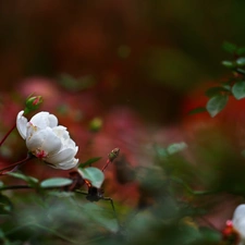 Colourfull Flowers, White, rose