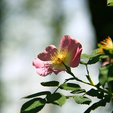 Colourfull Flowers, Wild, rose