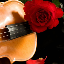 instrument, red hot, rose, musical