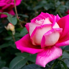 Pink, rose