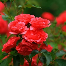 rose, bush, red