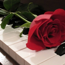 Piano, red hot, rose