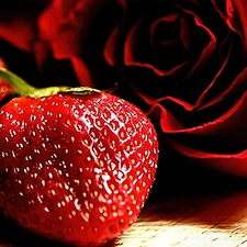 strawberries, rose