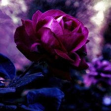 rose, Beauty, Violet