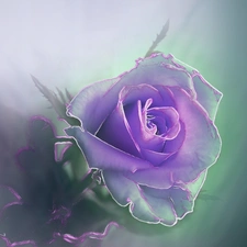 Violet, rose