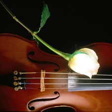 rose, violin, White