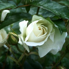 White, rose