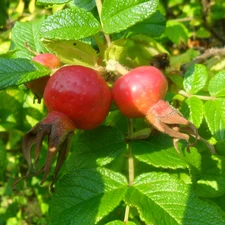 rose, fruit, wild