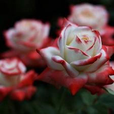 White and Red, roses