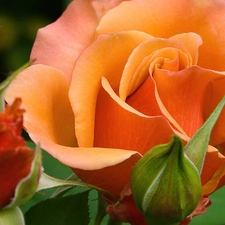 green ones, Orange, roses, leaves