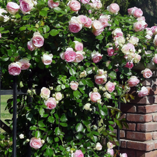 Park, Climbing, roses, fence