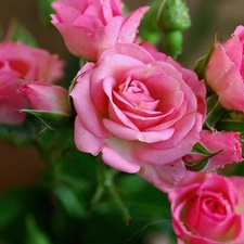 Pink, roses