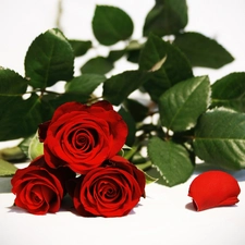 Red, roses