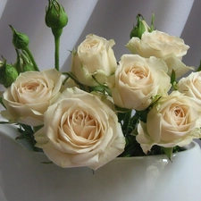 White, White, roses, jug