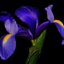 blue, drops, Rosy, iris