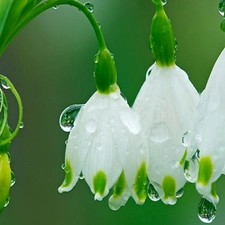 Rosy, Leucojum, drops