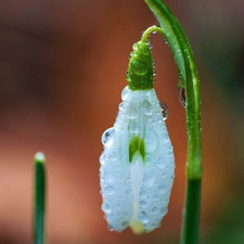 Rosy, Snowdrop, drops