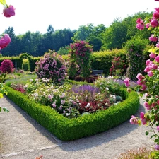 rosy, Beatyfull, Garden