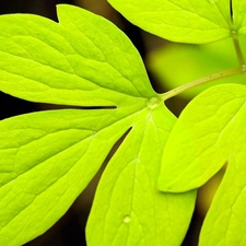 green ones, drops, Rosy, Leaf