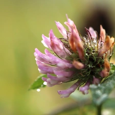 Pink, drops, Rosy, trefoil