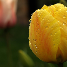 Yellow, drops, Rosy, tulip