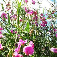 rouge, peas, fragrant