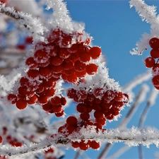 rowan, frosty, Fruits