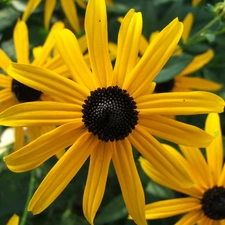 Rudbeckia brilliant