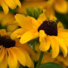 Rudbeckia brilliant