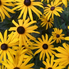 Rudbeckia, Yellow, Flowers