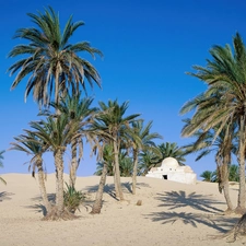 Palms, Sand