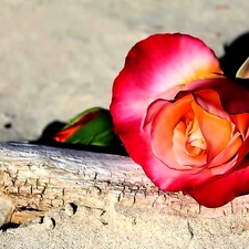 rose, Sand