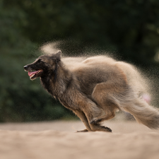 running, Belgian Shepherd Malinois, Sand, dog