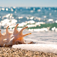 giant, shell, Sand, sea, Beaches, conch