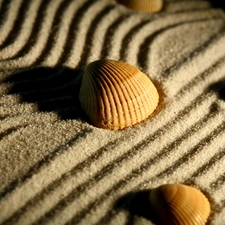 Shells, Sand