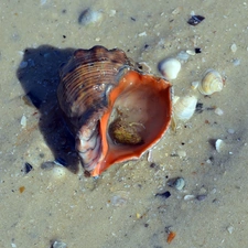 Sand, sea, Shells