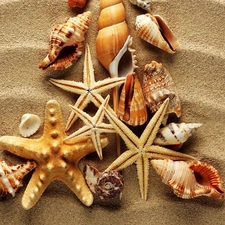 Sand, Shells, starfish