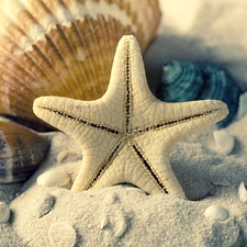 White, Shells, Sand, starfish