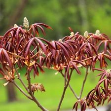 sapling, Red, Leaf