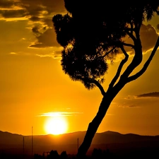 west, trees, savanna, sun