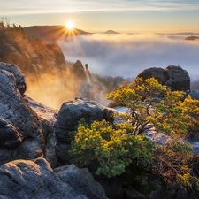 Děčínská vrchovina, Germany, Fog, woods, pine, rocks, Saxon Switzerland National Park, Great Sunsets