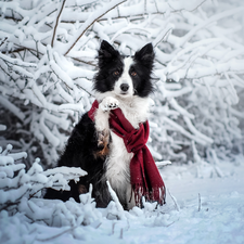 Scarf, dog, Twigs, Border Collie, White and Black, Snowy, winter